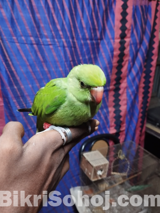 রিংনেট টিয়া